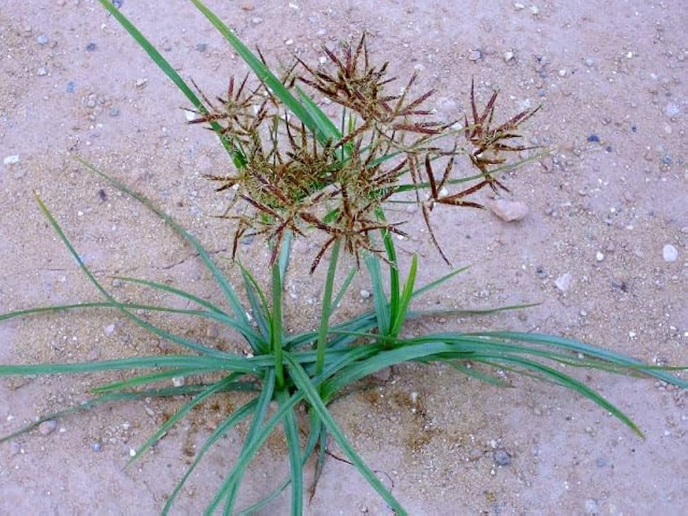 Cyperus Rotundus